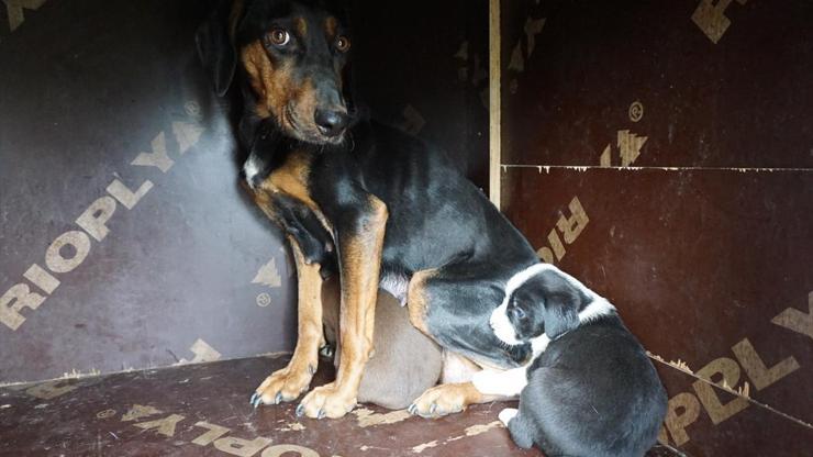 Edirnede zifte yapışan köpek yavruları ve anneleri kurtarıldı