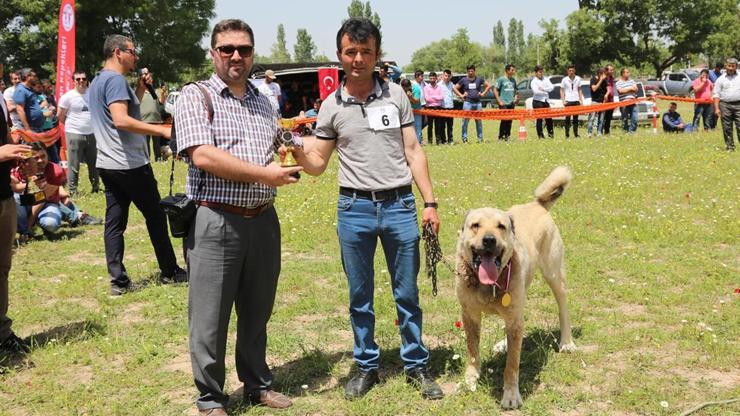 Çoban Köpekleri güzellik yarışmasında boy gösterdi