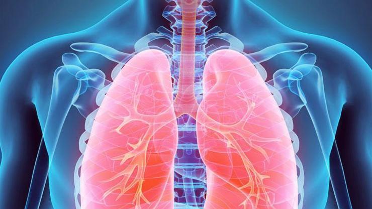 Akciğer özelliklerini taklit eden organoidler geliştirildi