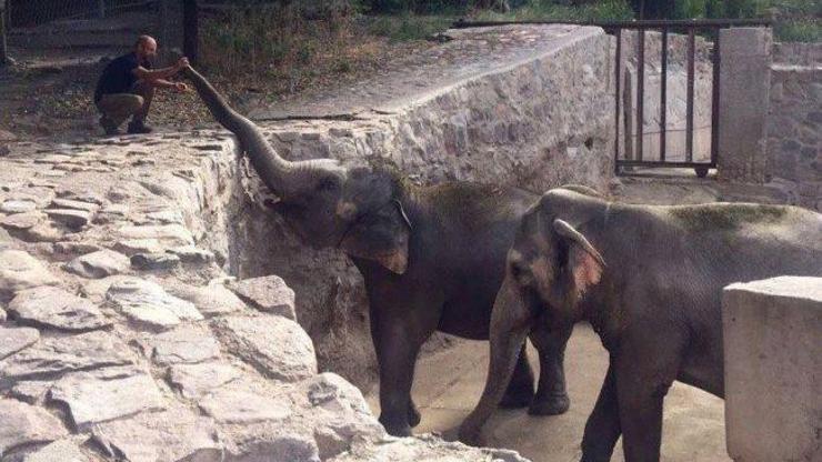 Arjantindeki hayvanat bahçesinde fillerin yakarışı iç acıtıyor