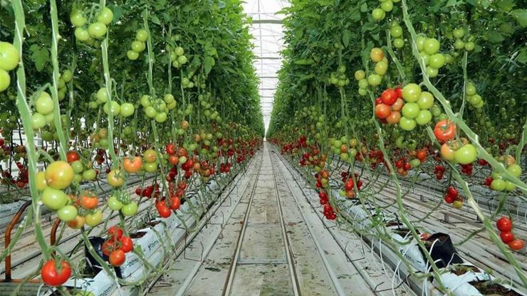 Yozgatlı çiftçiler jeotermal domates üretimine başladı
