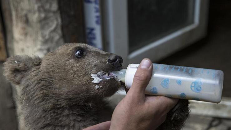 Tiflis Hayvanat Bahçesinin yeni üyesi yavru ayı Kuno