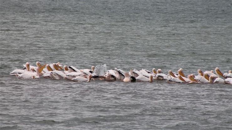 Pelikan sürülerinin bugünlerde uğrak noktası: Çıldır Gölü