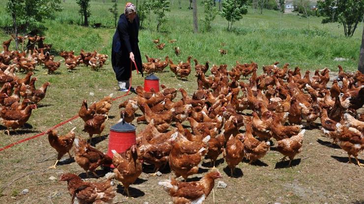 Moldovalı gelin Muşta organik tavuk çiftliği kurdu