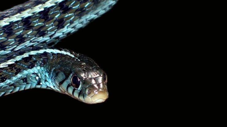 Malatyada yılanın soktuğu vatandaş hayatını kaybetti
