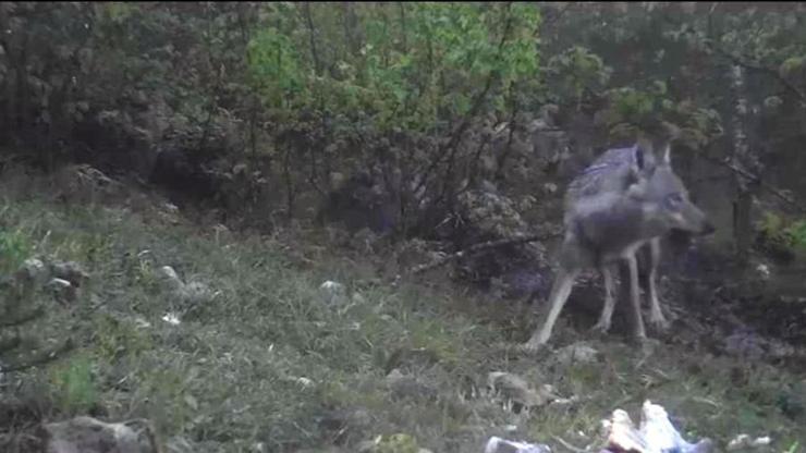 Aç kurtlar fotokapana yakalandı