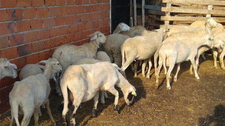 Koyunları çalınan çiftçi hırsızlara seslendi