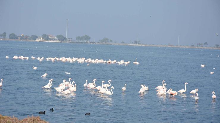 Flamingolar İzmirdeki lagünü terk ediyor