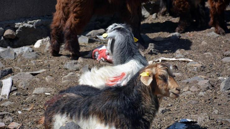 Diyarbakırda 520 bin koyun ve keçiye çip takıldı