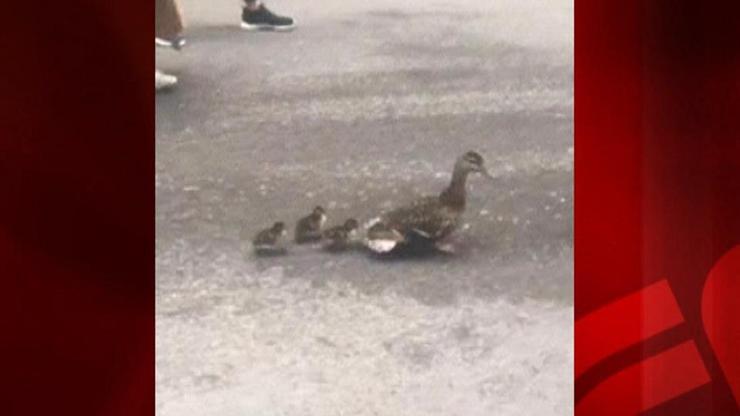 Anne ördek ve yavrularına polis eskortu