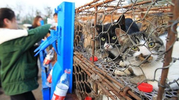 500 kedi yemek olmaktan son anda kurtarıldı