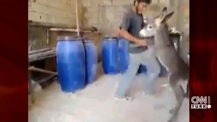 Suriyeli gencin sıpayla dansı sosyal medyayı ikiye böldü