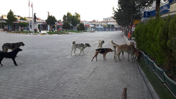 Vatandaşların korkulu rüyası haline geldi