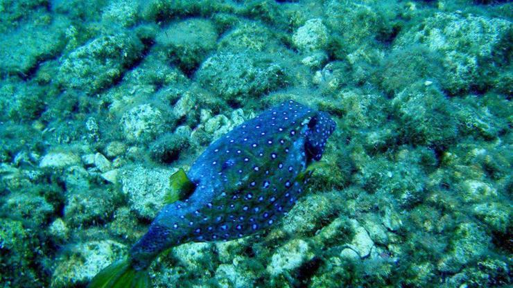 Antalyada yeni bir zehiirli balık türü görüldü