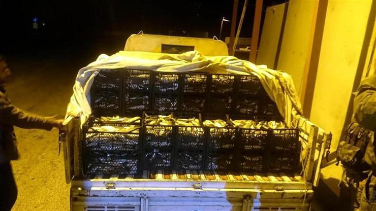 1,5 ton kaçak avlanmış inci kefali ele geçirildi