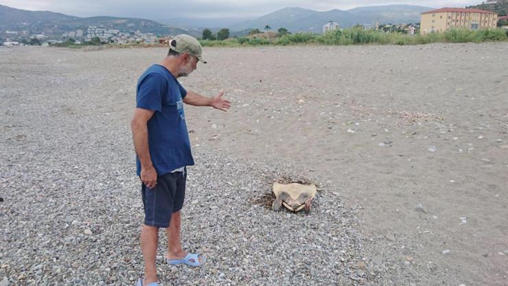 Alanyada caretta caretta katliamı iddiası