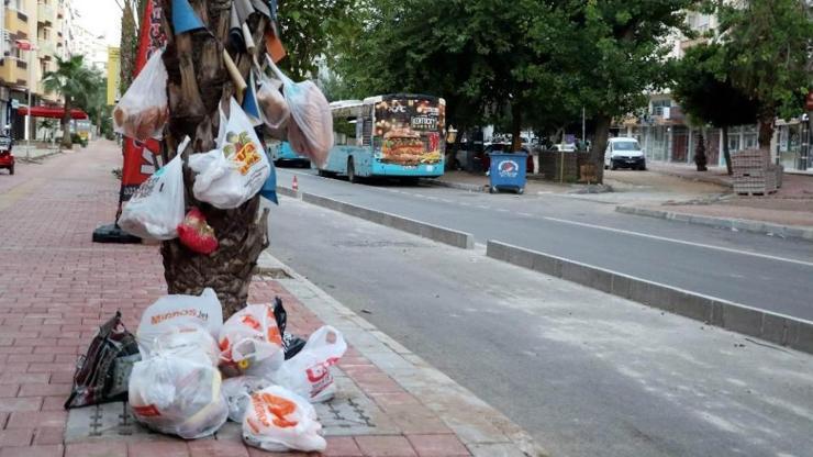 Çöp ağacı değil, palmiye ağacı