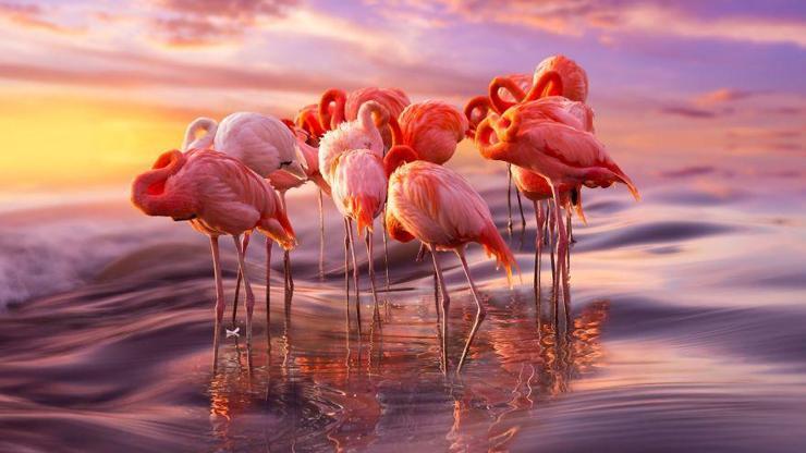 Pembe ve asil: Dünya Flamingo Günü