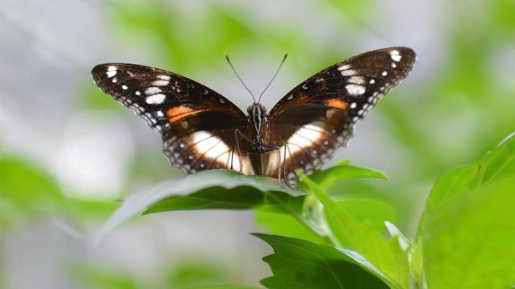 Ömürleri kısa, güzellikleri sonsuz: Kelebekler