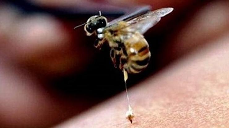 Arı sokması sonucu bir ölüm daha
