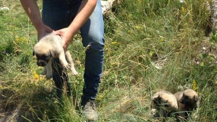 Yardıma muhtaç yavru köpekleri köylüler kurtardı