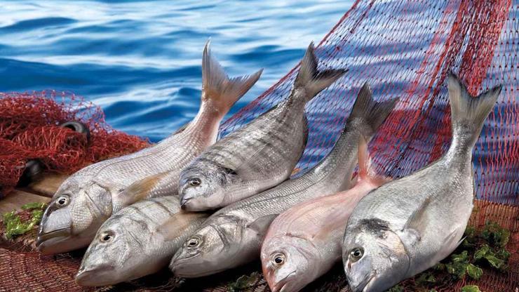 Dünyanın en kaliteli balıkları Türkiyeden çıktı
