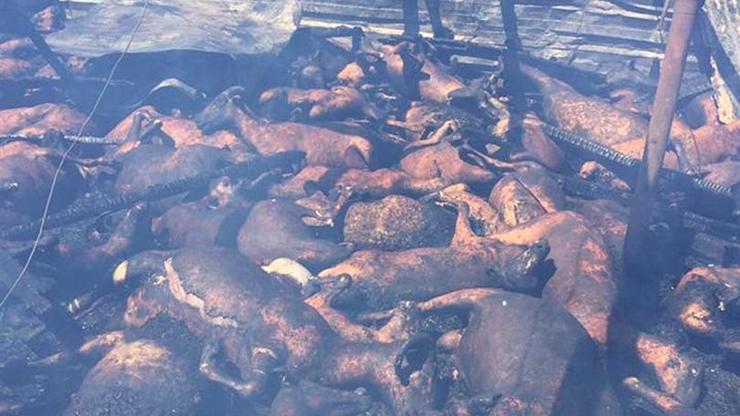 Manavgattaki yangında 550 küçükbaş, 4 büyükbaş hayvan öldü