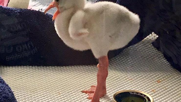 Yetişkin taklidi yapan bebek flamingo ilgi odağı oldu