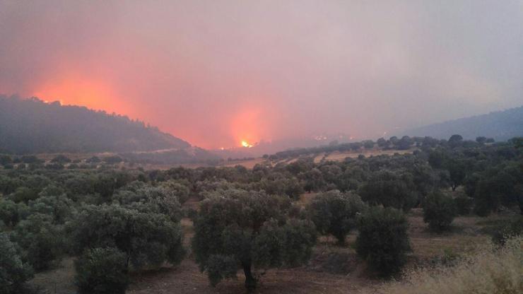 Batı Akdeniz illeri için orman yangını uyarısı