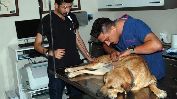 Bodrumda insanlık ayıbı: Tüfekle vurulan köpekten 27 saçma çıktı