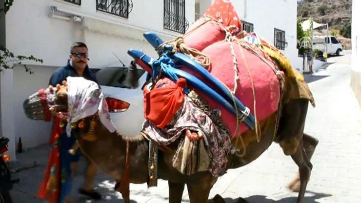 Bodrumda deve üstünde çeyiz taşıma geleneği sürüyor