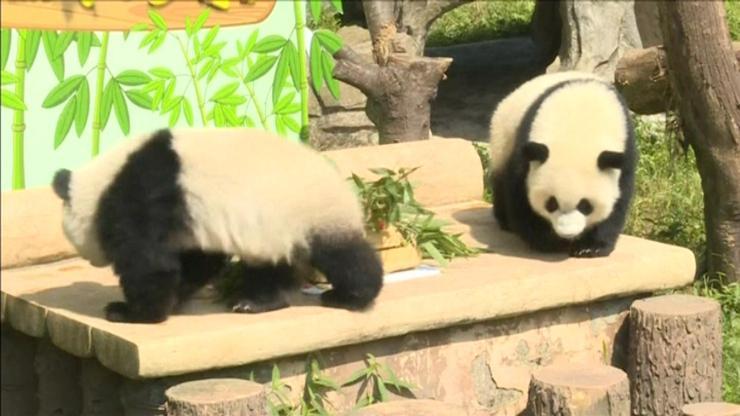 İkiz pandalara doğum günü sürprizi