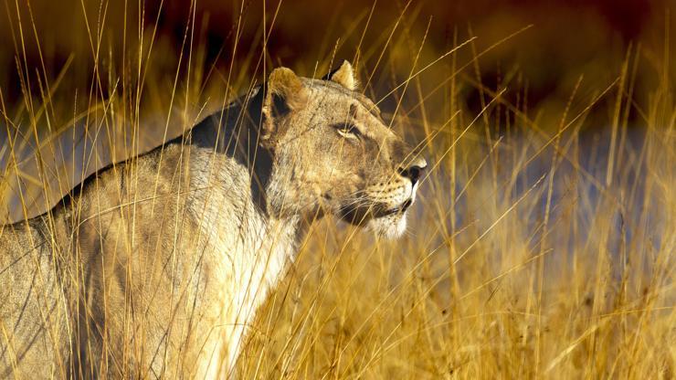 Dişi aslan annesiz kalan leopar yavrusunu sahiplendi