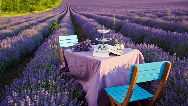 Lavantanın adı, bordonun tadı: Provence stili