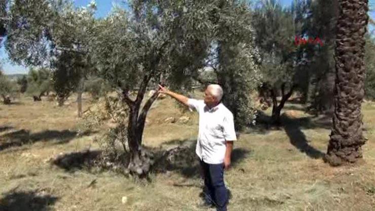Antalyada 23 bin zeytin ağacı susuz kaldı