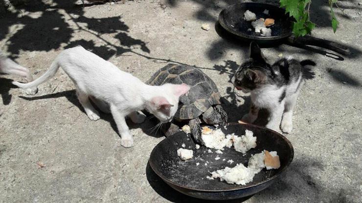 Kedilerle aynı kaptan besleniyor