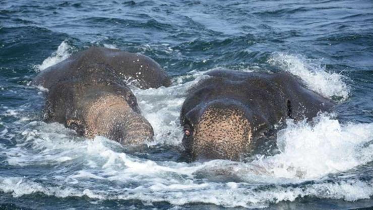 Denizin ortasında mahsur kalan filler böyle kurtarıldı