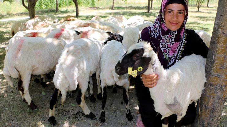 Çiftçilere koyun yerine kuzu dağıtıldığı iddia edildi