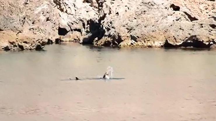 Akdeniz foku beslenirken görüntülendi