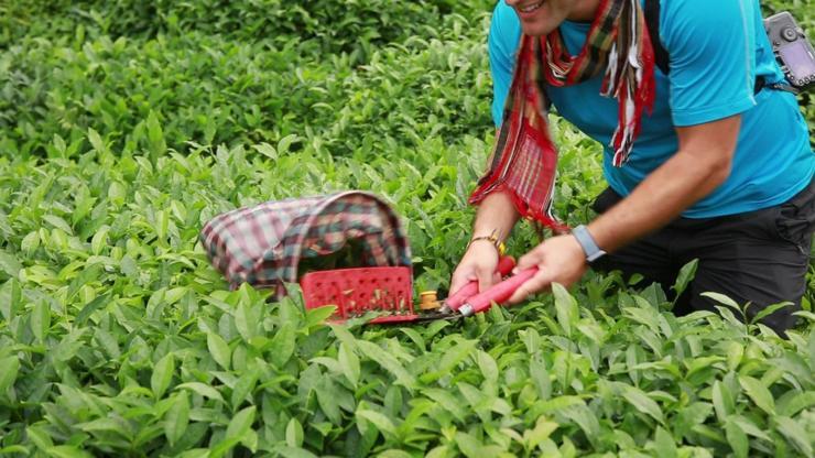 Doğu Karadenizde artık çay organik üretiliyor