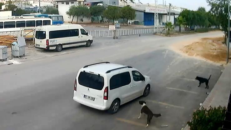 Antalyada köpeği ezen sürücü yakalandı, serbest bırakıldı