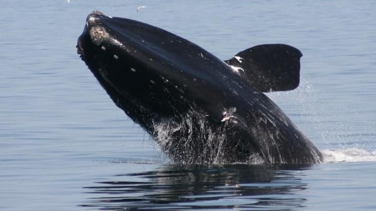 Kanadada balina alarmı: Ölümler felaket boyutuna ulaştı