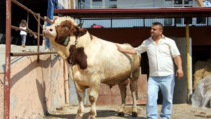 Oğlum gibi dediği boğa Necoyu kurban için otomobil fiyatına satışa çıkardı