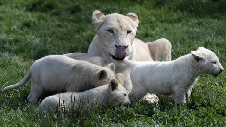 Doğadan iyi haber: 5 beyaz aslan daha doğdu