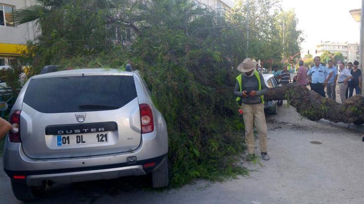 Hareket halindeki otomobillerin üzerine ağaç devrildi