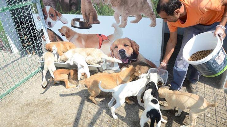 Suluova’da 400 sokak hayvanını ağırlayacak barınak açıldı