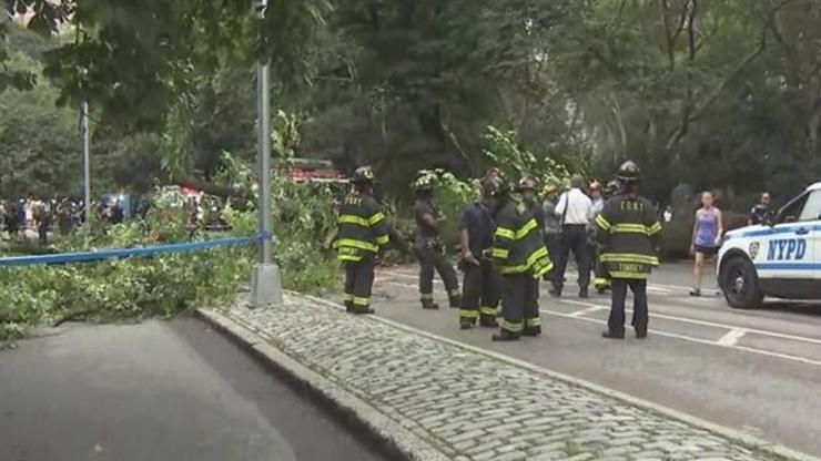 Central Park’ta devasa ağaç devrildi: 4 yaralı