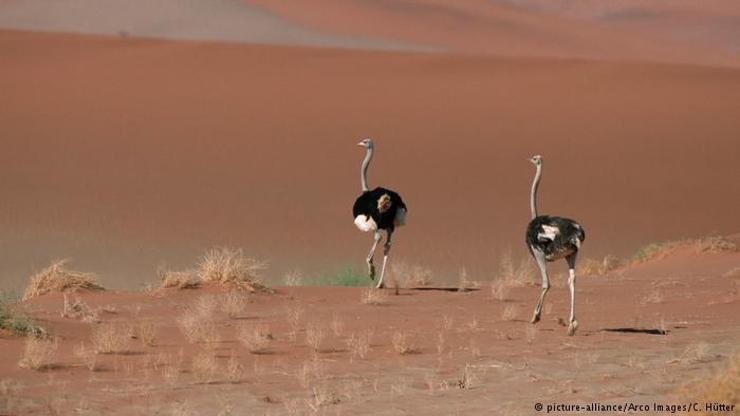 Namib Çölünde sıcak ve kurağa inat yaşayan canlılar