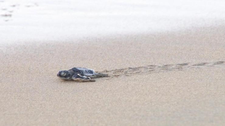 Deniz kaplumbağaları yumurtadan çıktı