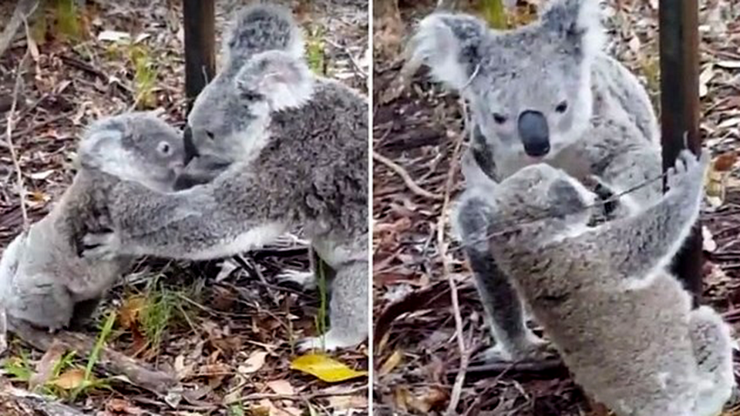 Koala, çocuğunun hayatını böyle kurtardı